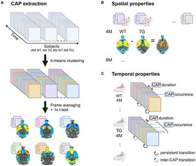 Early altered directionality of resting brain network state transitions in the TgF344-AD rat model of Alzheimer's disease